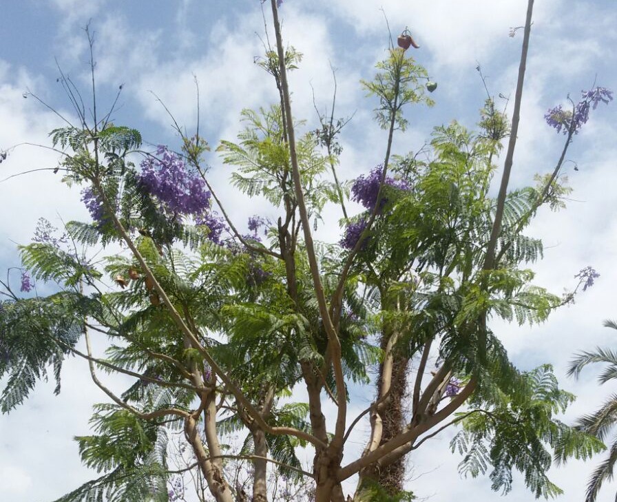 Jacaranda mimosifolia (Bignoniaceae)